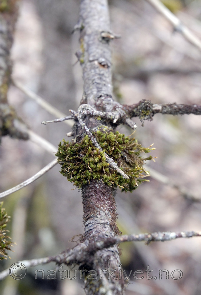 _SRE6535 / Frullania bolanderi / Pelsblæremose <br /> Ulota crispa / Krusgullhette