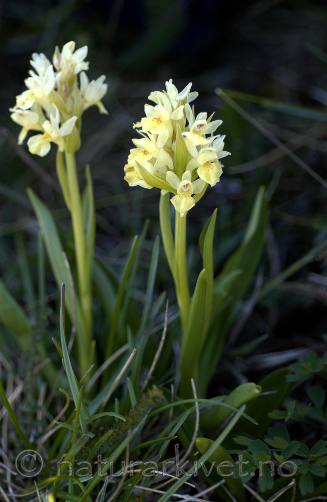 _SRE6846 / Dactylorhiza sambucina / Søstermarihand