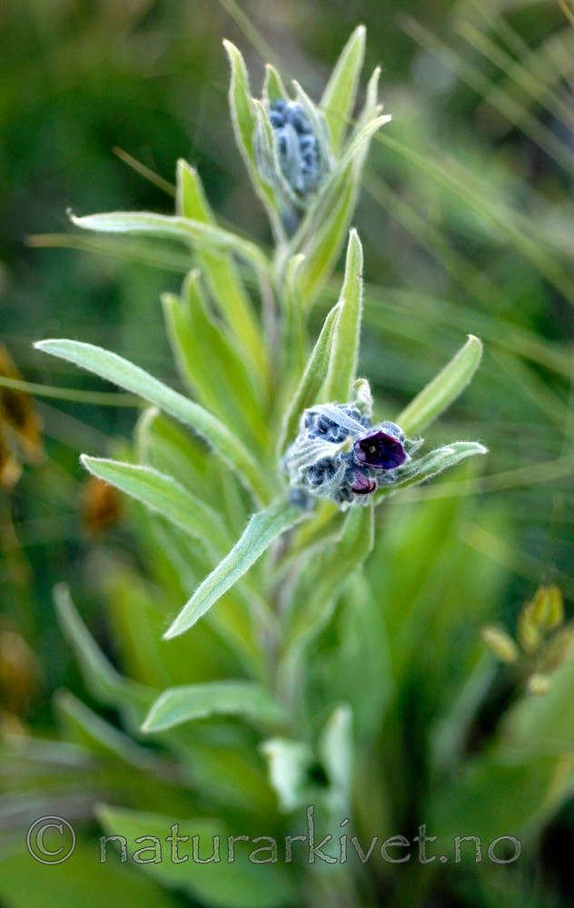 _SRE6924 / Cynoglossum officinale / Hundetunge