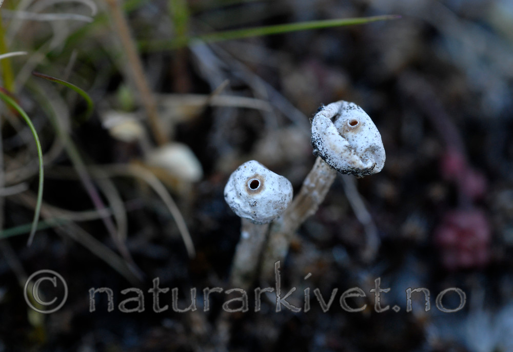 _SRE6951 / Tulostoma brumale / Grann styltesopp