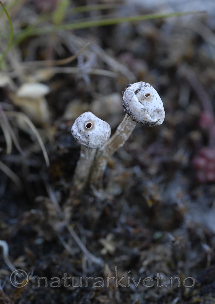 _SRE6962 / Tulostoma brumale / Grann styltesopp