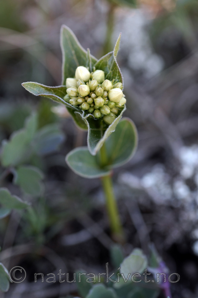 _SRE6983 / Vincetoxicum hirundinaria / Svalerot