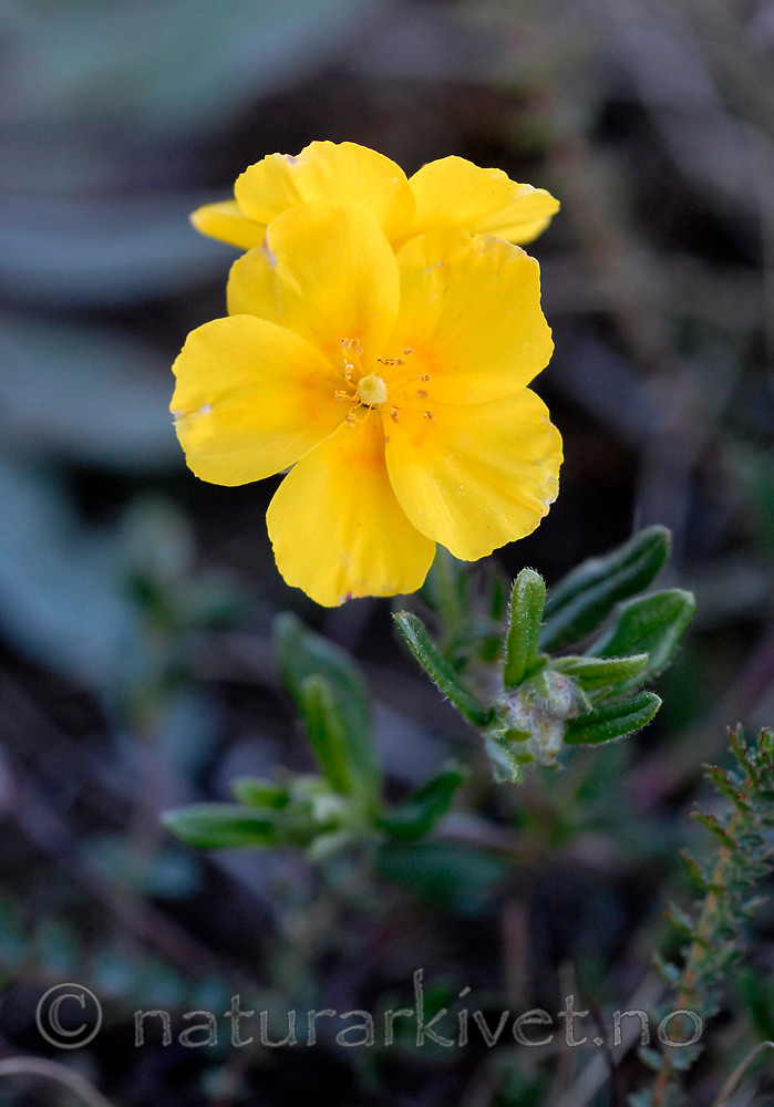 _SRE6994 / Helianthemum nummularium / Solrose