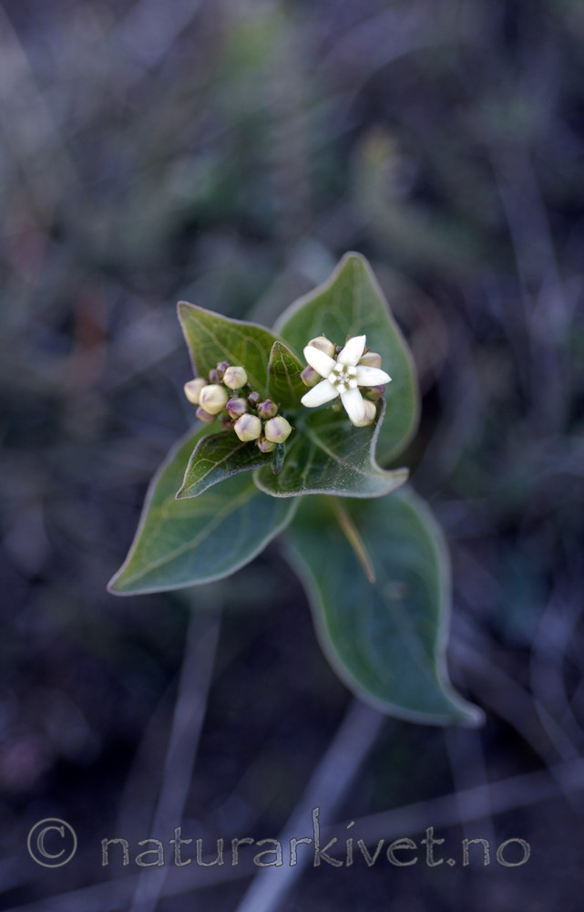 _SRE7007 / Vincetoxicum hirundinaria / Svalerot