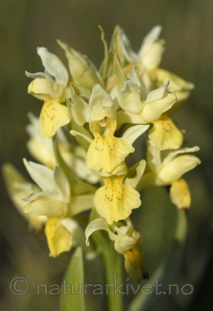 _SRE7055 / Dactylorhiza sambucina / Søstermarihand
