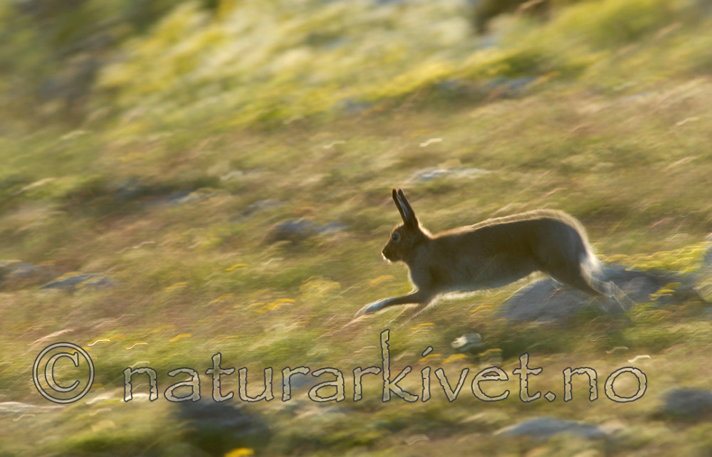 _SRE7072 / Lepus timidus / Hare