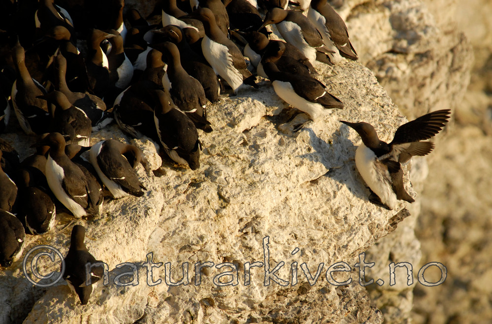 _SRE7096 / Uria aalge / Lomvi