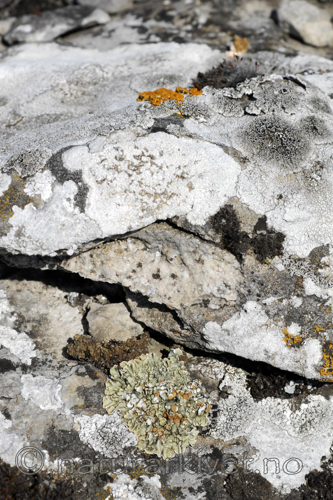 _SRE7217 / Squamarina cartilaginea