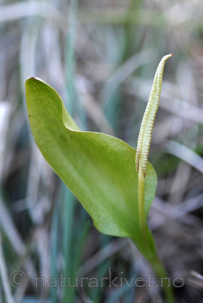 _SRE7243 / Ophioglossum vulgatum / Ormetunge
