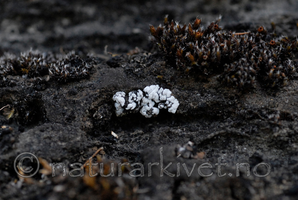 _SRE7315 / Toninia candida