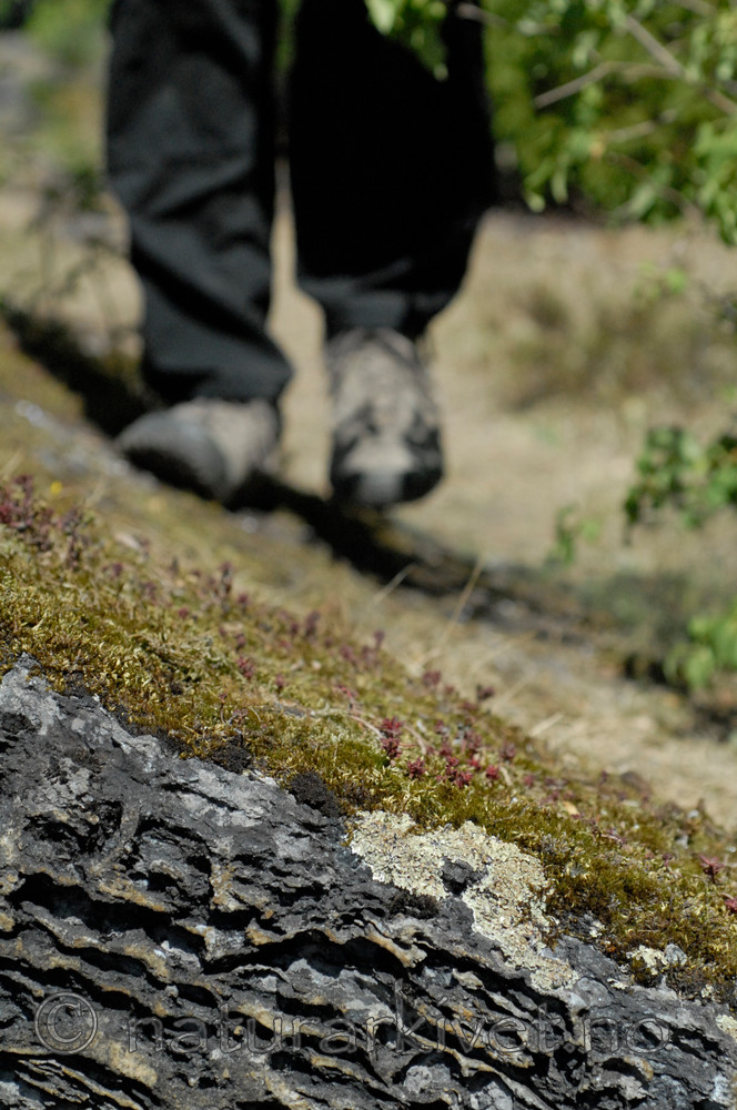 _SRE7346 / Squamarina cartilaginea