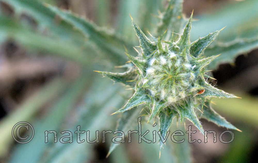 _SRE7499 / Carlina vulgaris / Stjernetistel