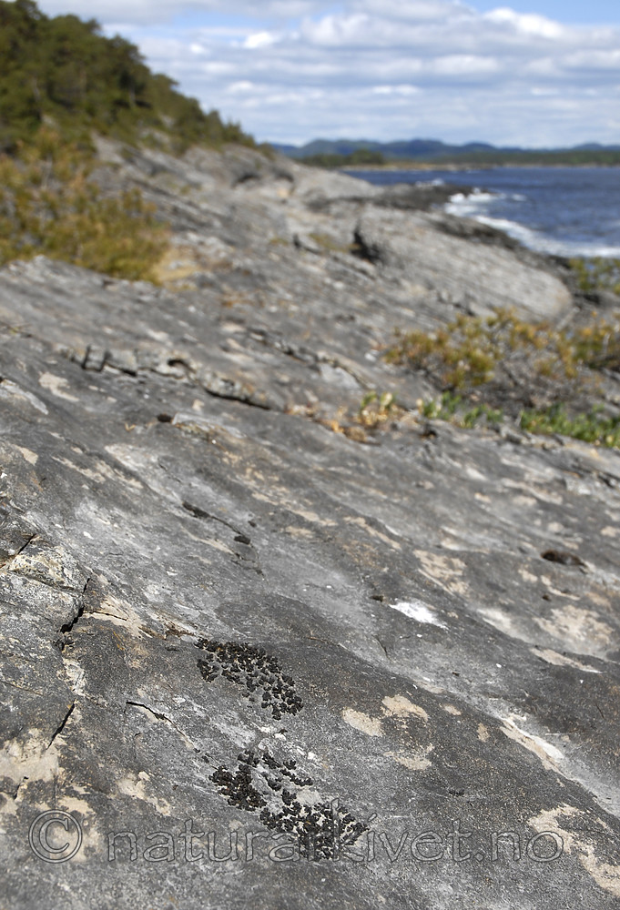 _SRE7518 / Callome multipartita / Vifteglye