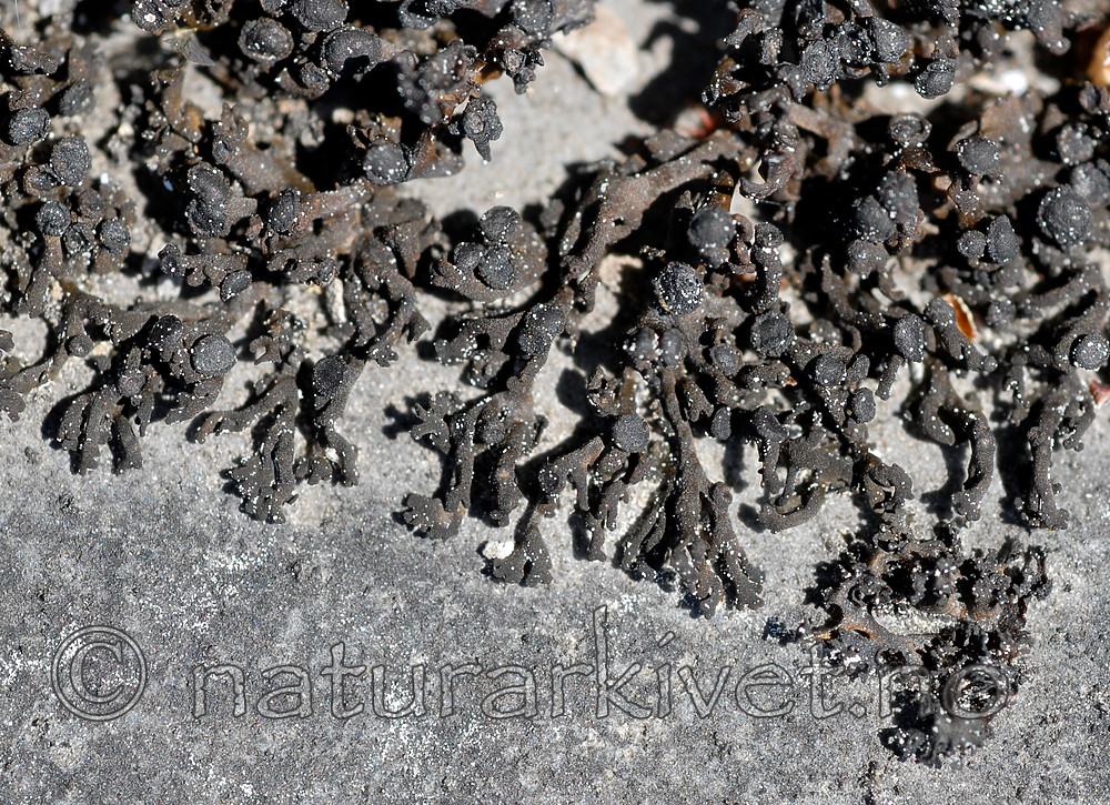 _SRE7525 / Callome multipartita / Vifteglye