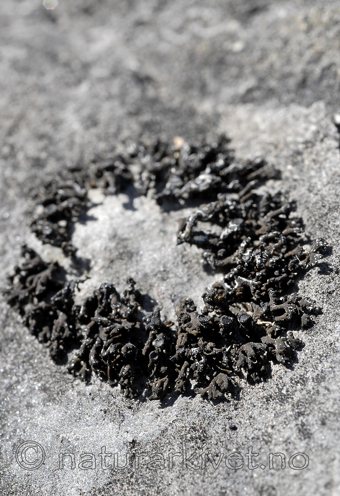 _SRE7546 / Callome multipartita / Vifteglye