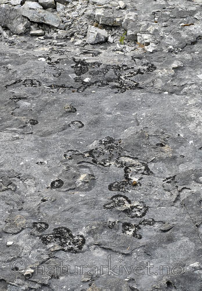 _SRE7555 / Callome multipartita / Vifteglye