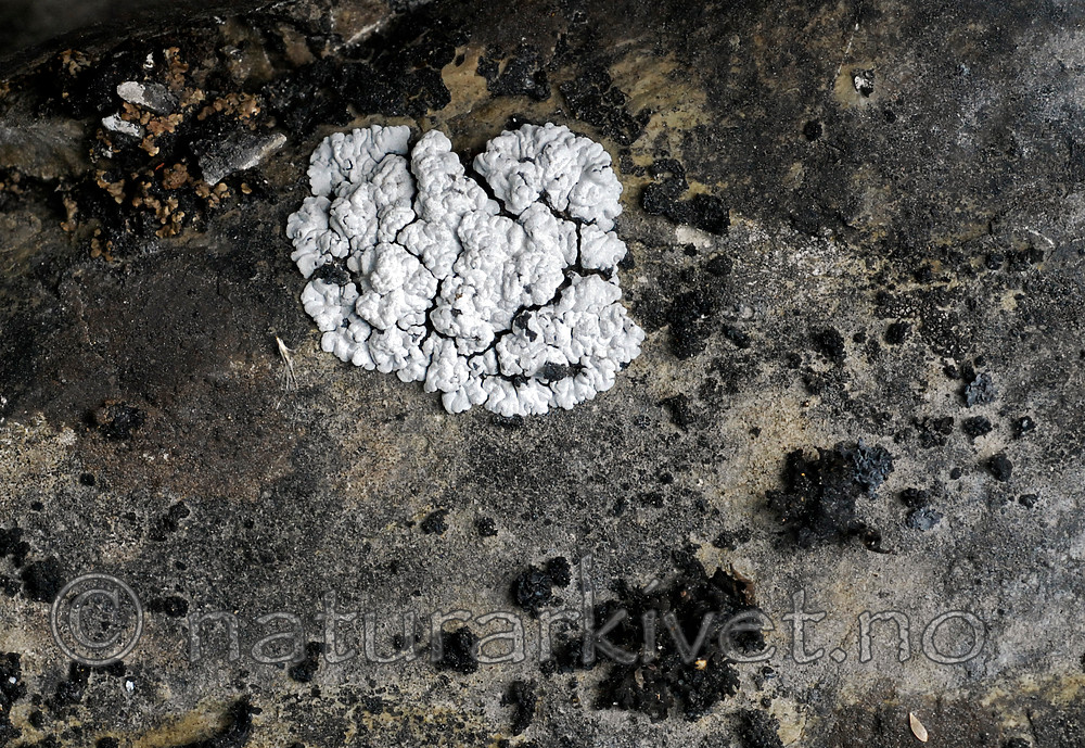 _SRE7701 / Callome multipartita / Vifteglye <br /> Toninia candida