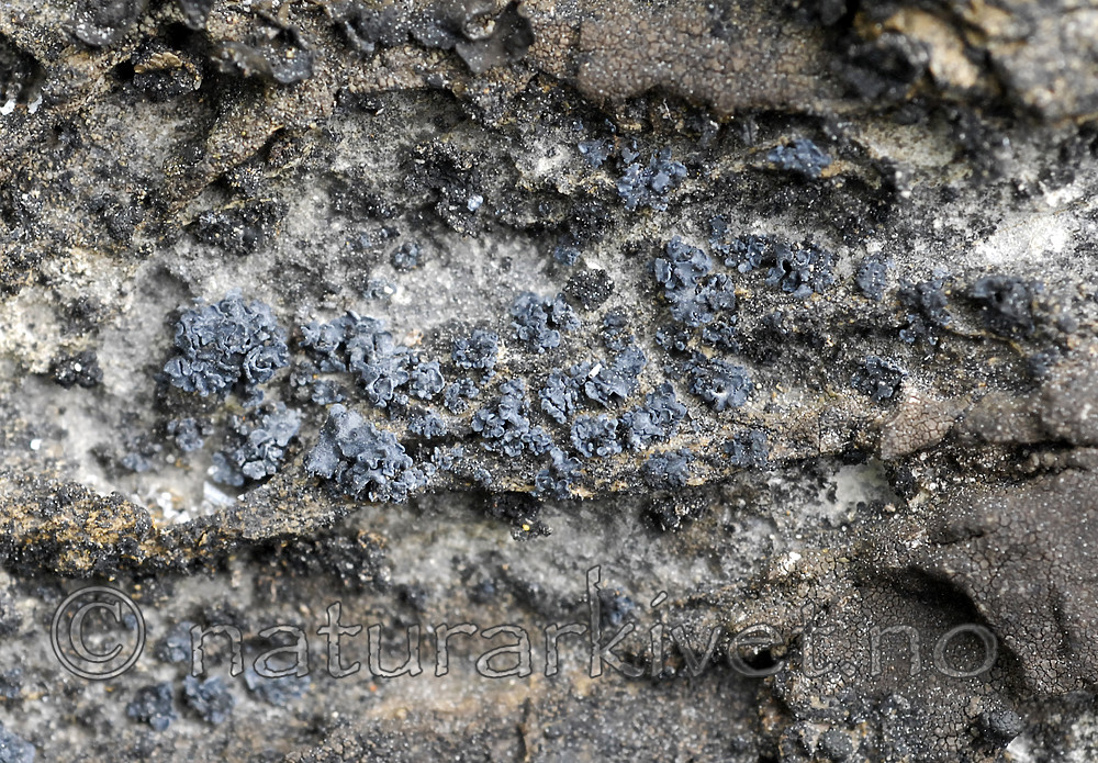 _SRE7702 / Thyrea confusa