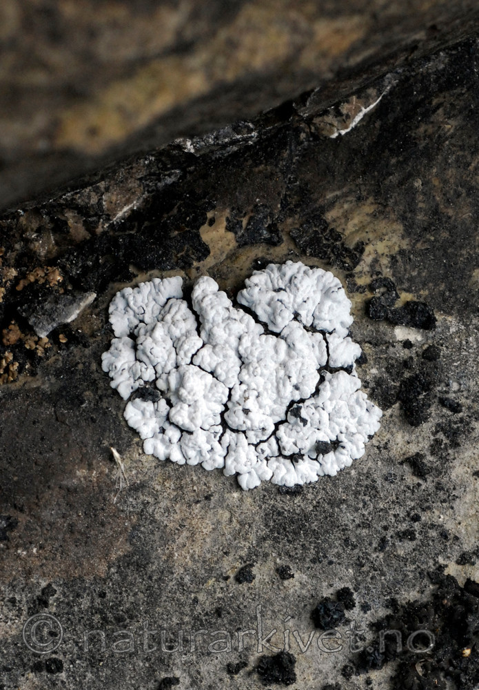 _SRE7704 / Toninia candida