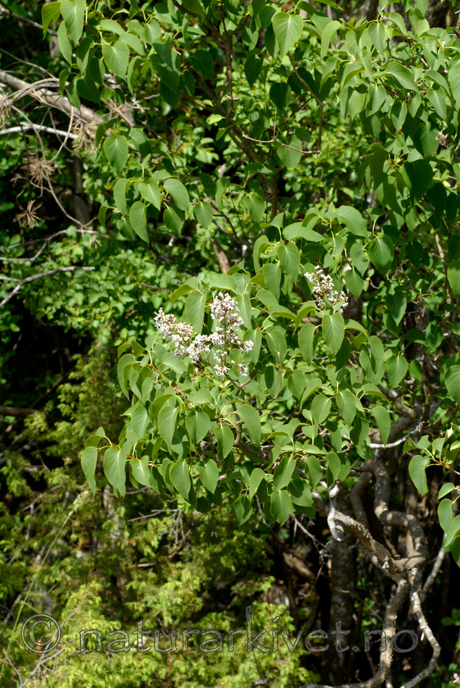 _SRE7709 / Syringa vulgaris / Syrin