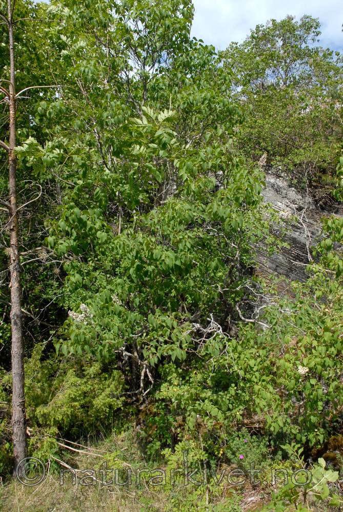 _SRE7711 / Syringa vulgaris / Syrin