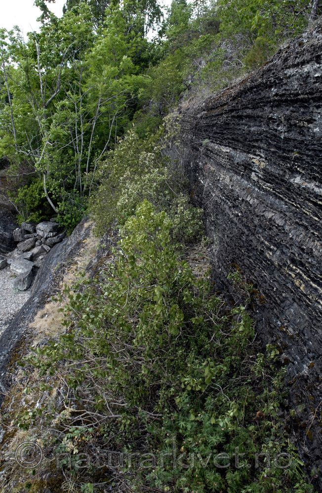 _SRE7712 / Syringa vulgaris / Syrin