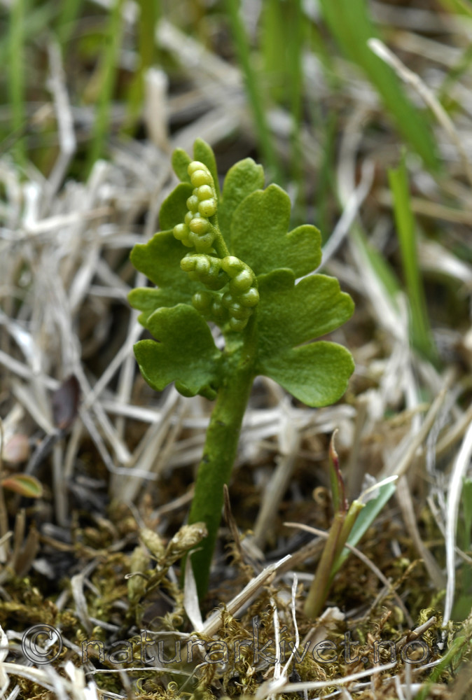 _SRE7761 / Botrychium boreale / Fjellmarinøkkel