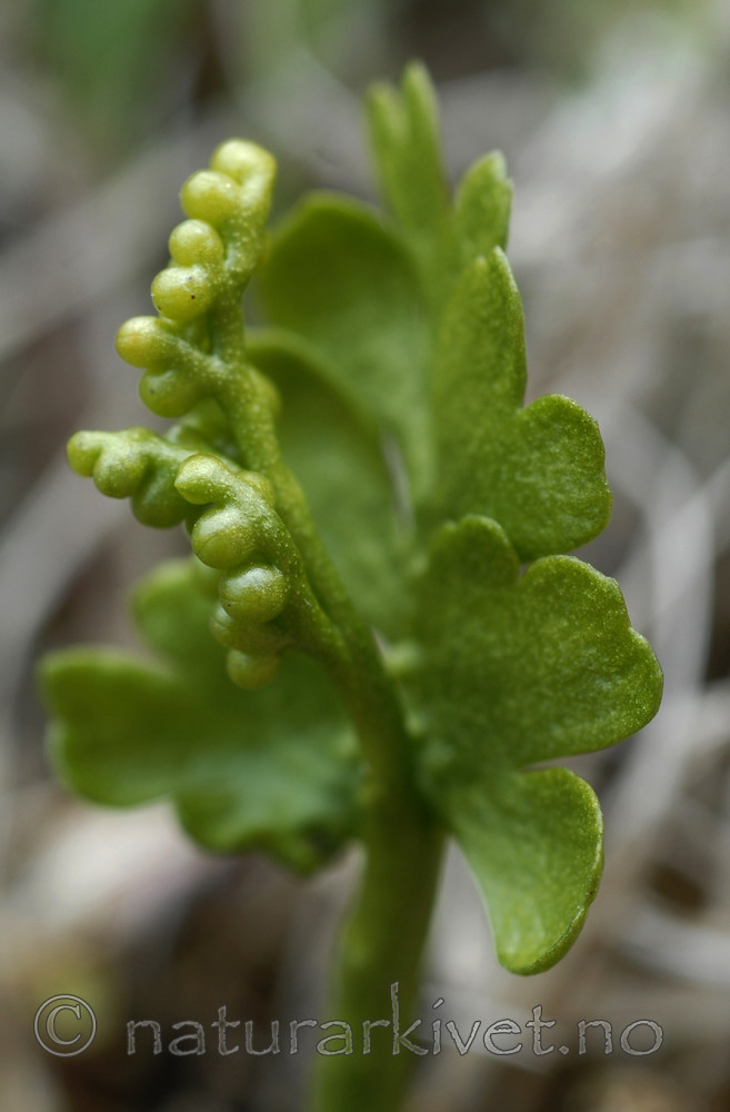 _SRE7770 / Botrychium boreale / Fjellmarinøkkel