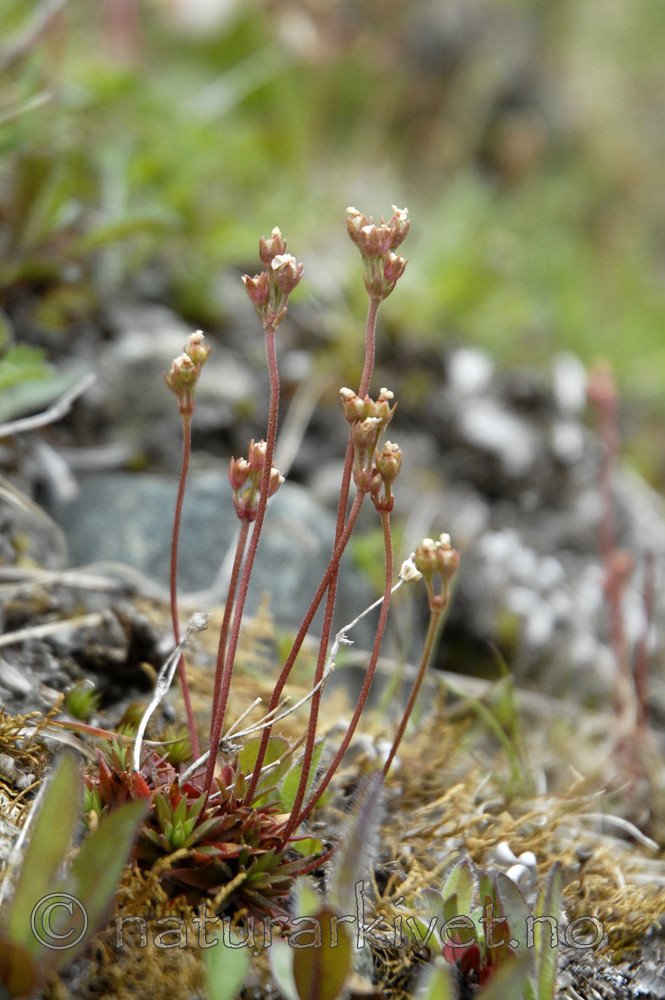_SRE7825 / Androsace septentrionalis / Smånøkkel