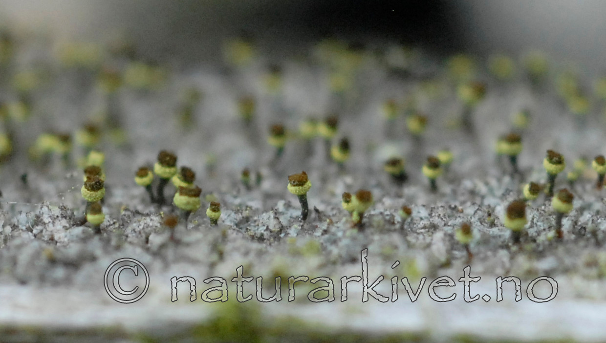 _SRE7870 / Chaenotheca phaeocephala / Stautnål