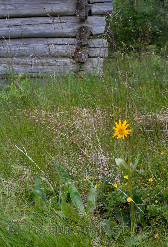 _SRE7925 / Arnica montana / Solblom