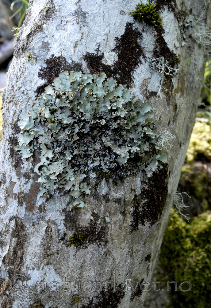 _SRE7988 / Cetrelia olivetorum / Praktlav