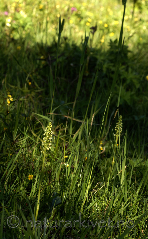 _SRE8008 / Pseudorchis albida / Hvitkurle <br /> Pseudorchis albida