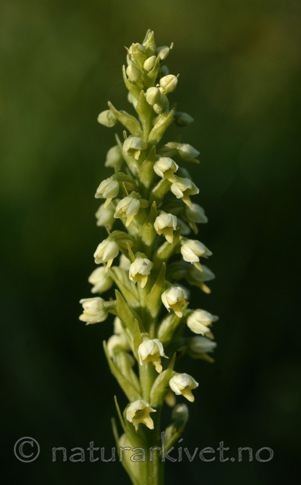 _SRE8010 / Pseudorchis albida / Hvitkurle <br /> Pseudorchis albida