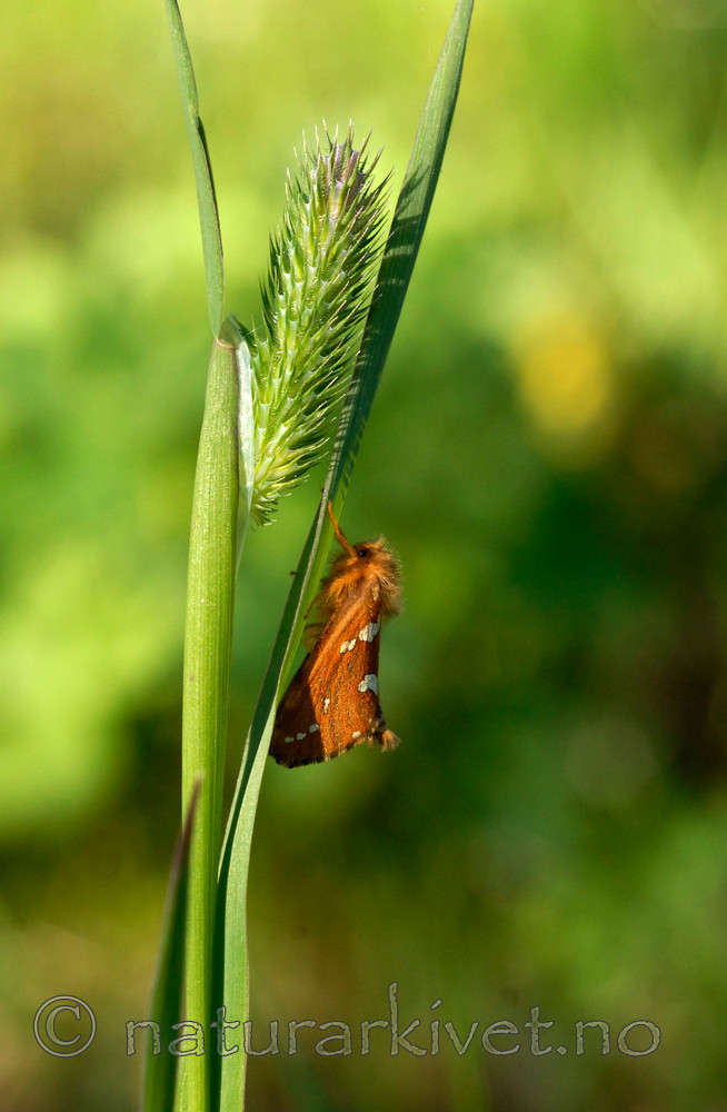 _SRE8012 / Phymatopus hecta / Dvergroteter