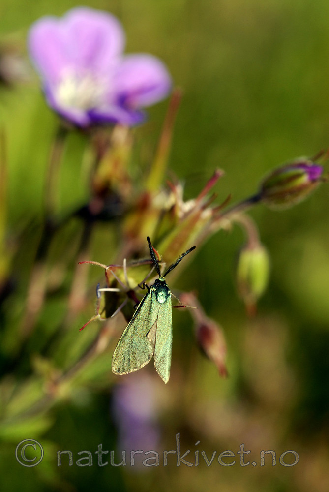 _SRE8038 / Adscita statices / Grønn metallsvermer
