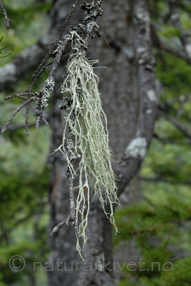 _SRE8058 / Evernia divaricata / Mjuktjafs