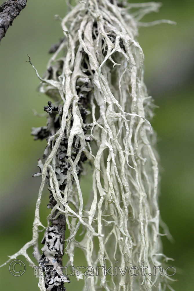 _SRE8060 / Evernia divaricata / Mjuktjafs