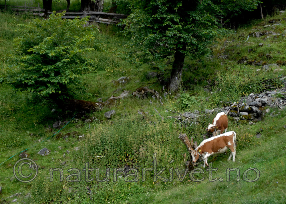 _SRE8081 / Bos taurus / Storfe <br /> Ulmus glabra / Alm