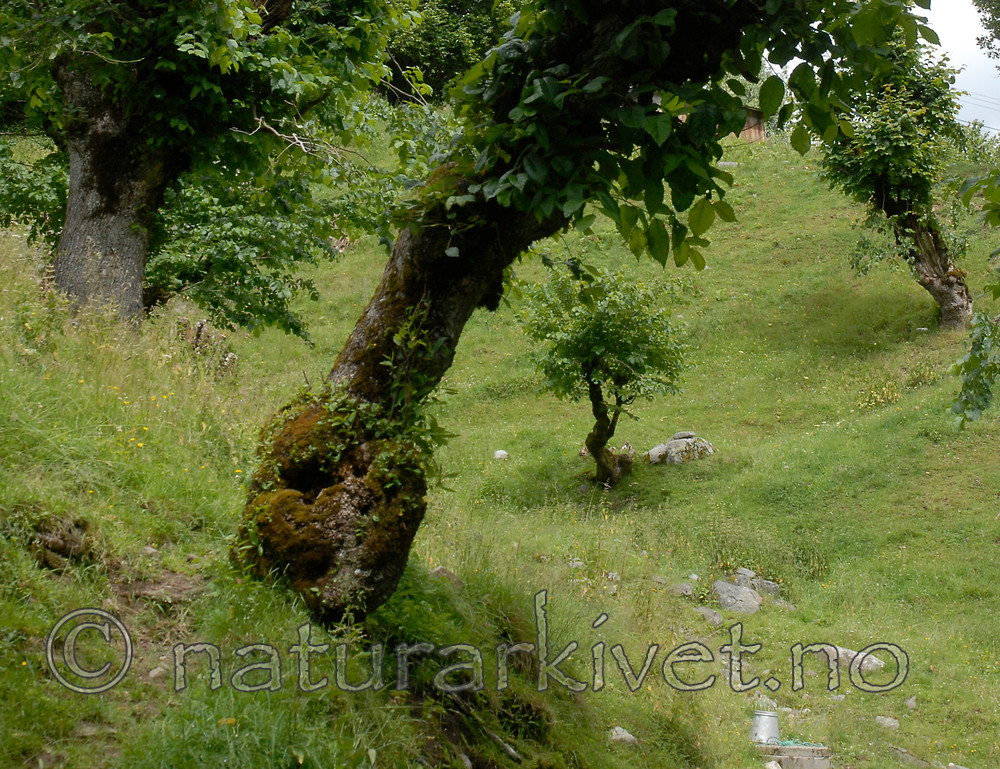 _SRE8146 / Ulmus glabra / Alm