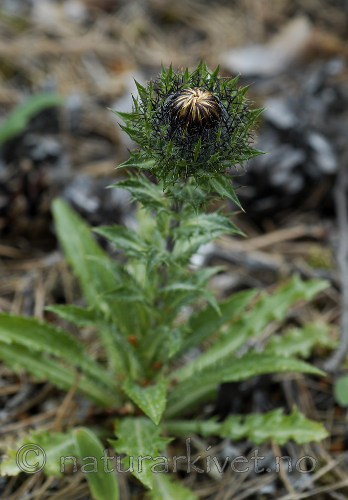 _SRE8233 / Carlina vulgaris / Stjernetistel
