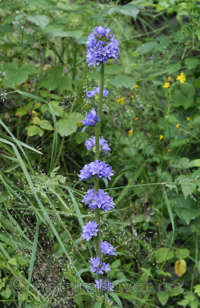 _SRE8391 / Campanula cervicaria / Stavklokke