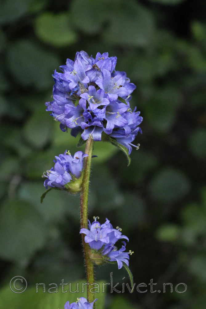 _SRE8407 / Campanula cervicaria / Stavklokke