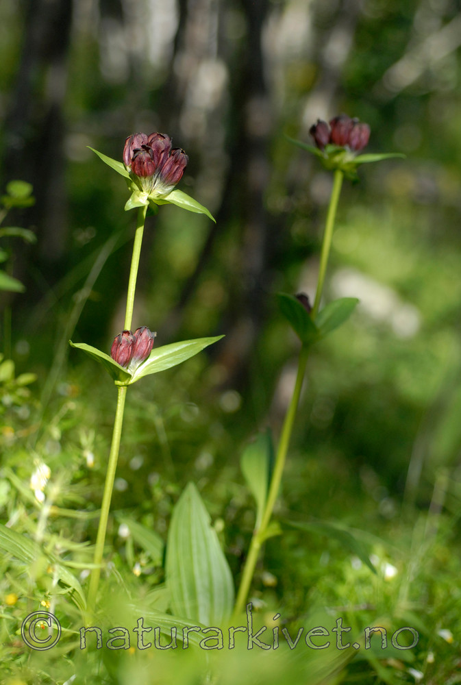 _SRE8506 / Gentiana purpurea / Søterot