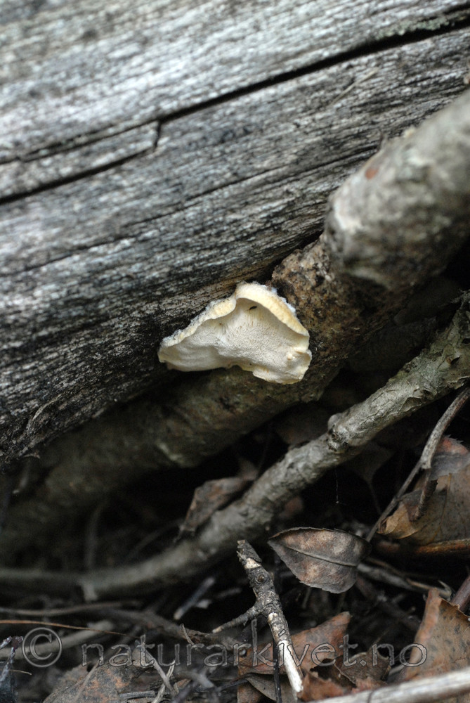 _SRE8515 / Tyromyces kmetii / Ferskenkjuke