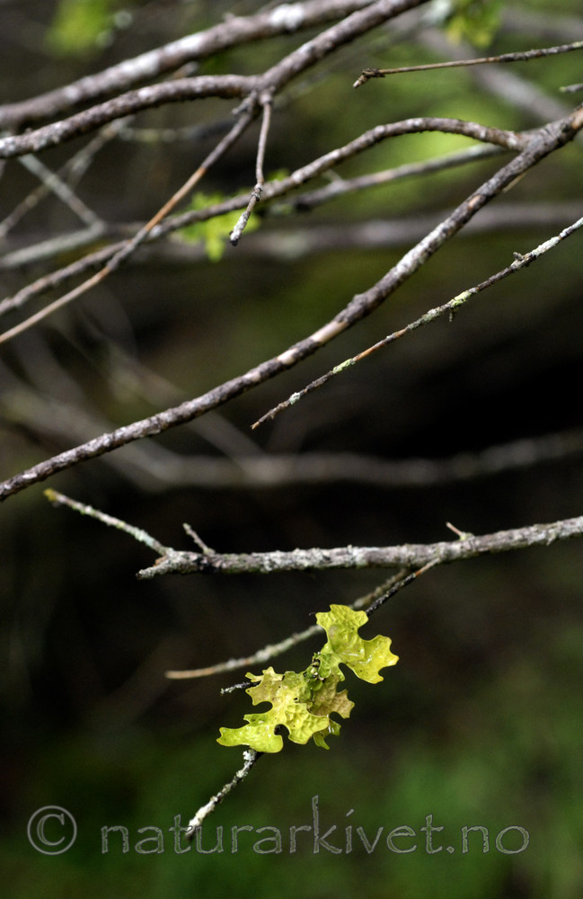 _SRE8561 / Lobaria pulmonaria / Lungenever