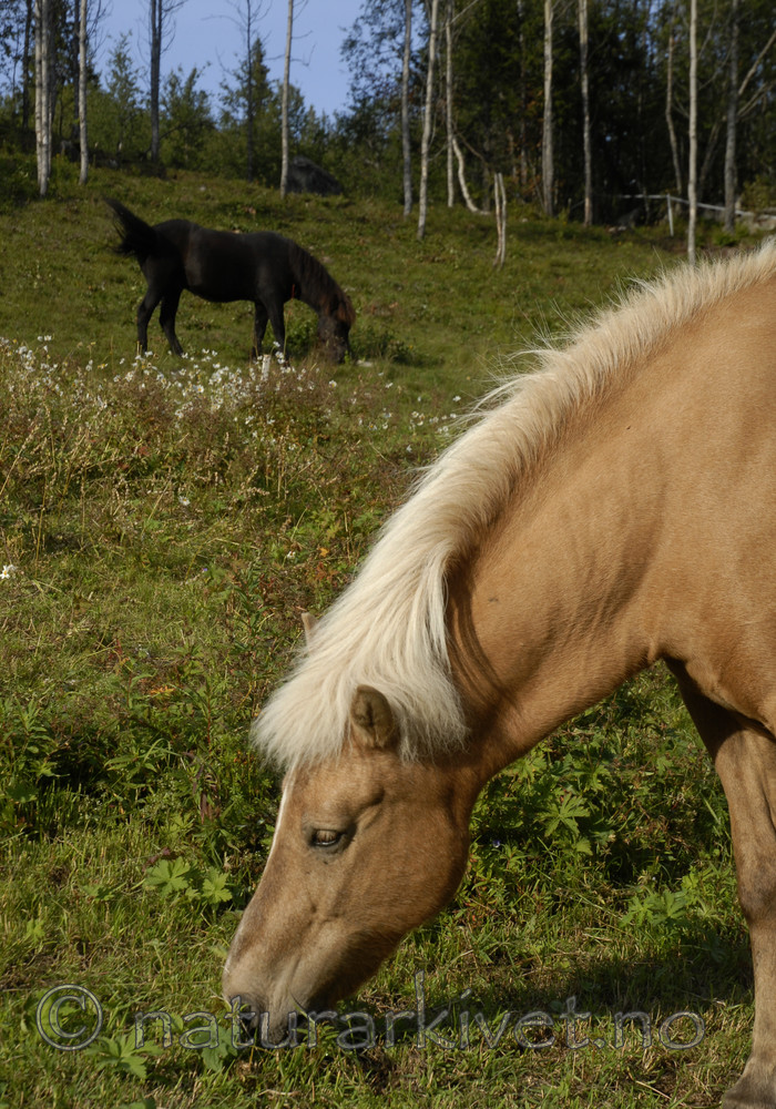 _SRE8586 / Equus caballus / Hest