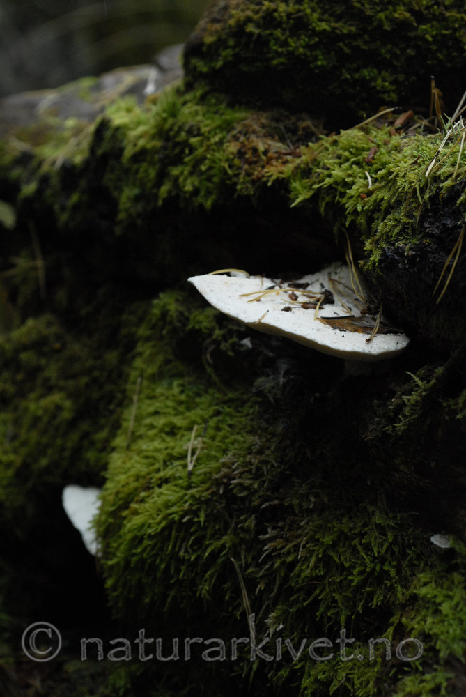 _SRE8861 / Postia guttulata / Dråpekjuke