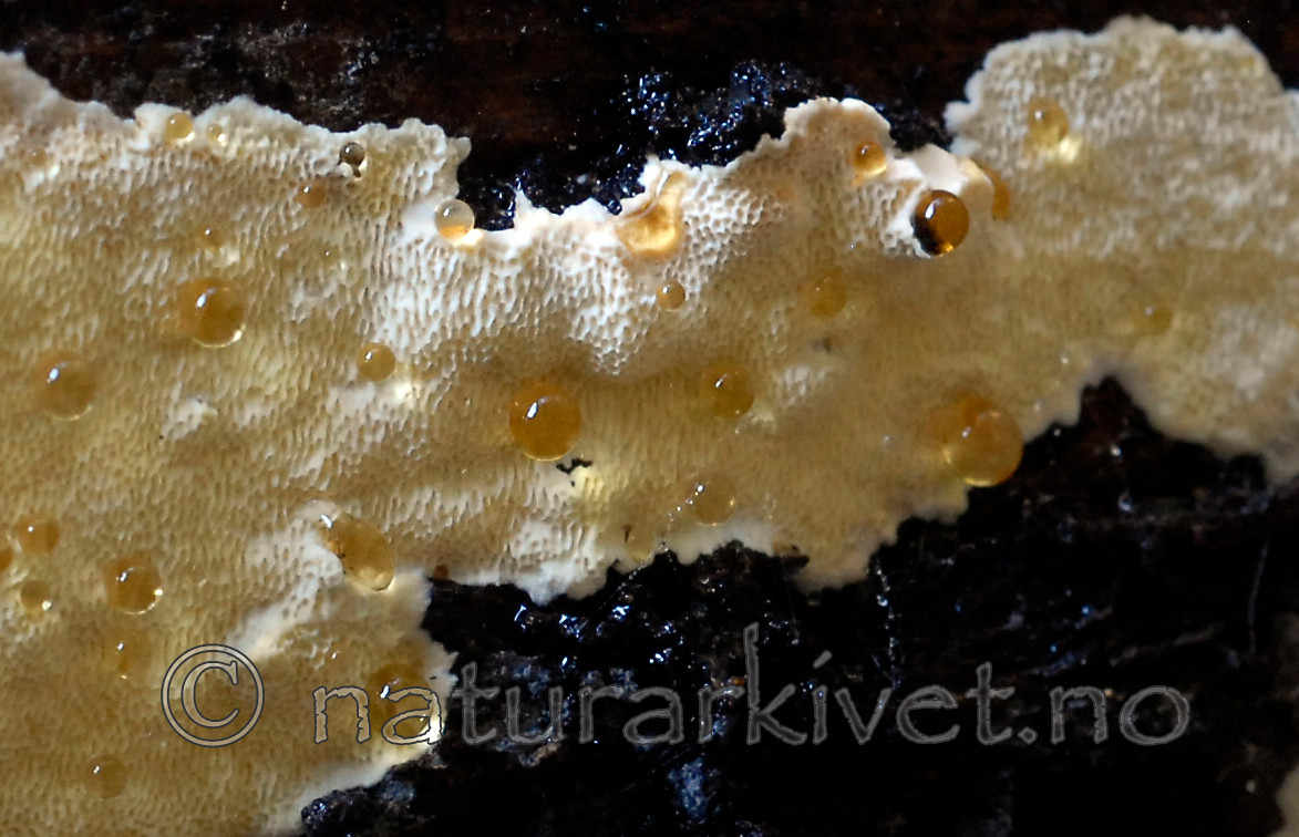 _SRE8928 / Antrodiella citrinella / Gul snyltekjuke