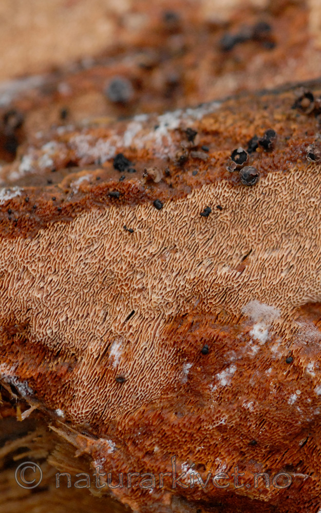 _SRE8966 / Junghuhnia collabens / Sjokoladekjuke